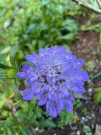 Scabiosa atropurpurea 'Blue Cockade' seeds - ( Pincushion Flower)