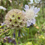 Scabiosa stellata seeds