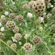 Flowers for Cutting