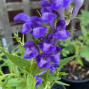 Scutellaria baicalensis seeds - ( Baicalein Skullcap,  Huang Qin, Oriental blue, Siberian Magic)