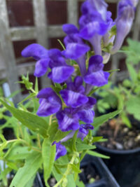 Scutellaria baicalensis seeds - ( Baicalein Skullcap,  Huang Qin, Oriental blue, Siberian Magic)