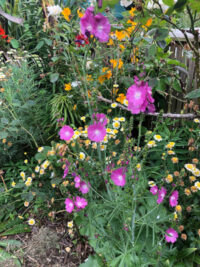Sidalcea malviflora 'Party Girl' plants
