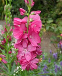 Sidalcea malviflora 'Party Girl' seeds - (Prairie Mallow)