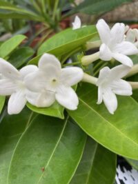 Stephanotis floribunda plants - ( Madagascar Vine) - Image 3
