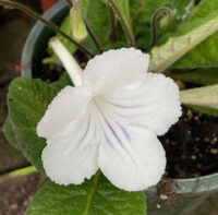 Streptocarpus x Hybridus 'Dragon Mix' seeds - ( Cape Primrose) - Image 2