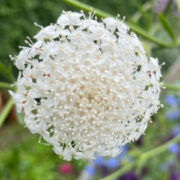 Trachymene caeruleum 'Lacy White'  seeds - (Didiscus)