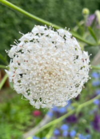 Trachymene caeruleum 'Lacy White'  seeds - (Didiscus)