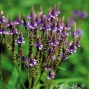 Verbena hastata, 'Blue Spires' seeds - (Blue Vervain)