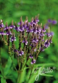 Verbena hastata, 'Blue Spires' seeds - (Blue Vervain)