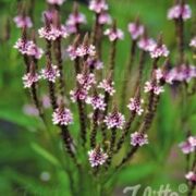 Verbena hastata 'Pink Spires' seeds- (Pink Vervain)