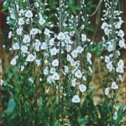 Veronica gentianoides 'Ramona' plants
