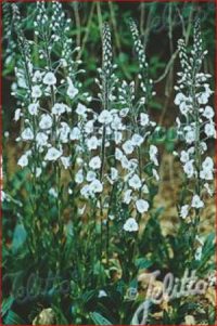 Veronica gentianoides 'Ramona' seeds -(Veronica)