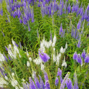 Veronica spicata 'Summer Skies  Mix'- (Spiked speedwell)