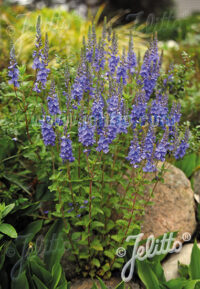 Veronica teucrium 'Royal Blue' seeds - (Speedwell)