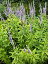 Veronicastrum virginicum f. caeruleum  seeds - (Leptandra)