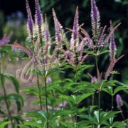 Veronicastrum sibiricum seeds ( cold treated)  - (Culvers Root)