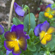 Viola wittrockiana 'Waraku Midnight Moon' seeds - (Pansy).