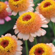 Zinnia elegans 'Zinderella Peach' seeds