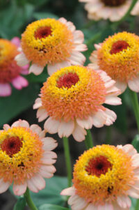 Zinnia elegans 'Zinderella Peach' seeds