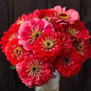 Zinnia elegans 'Gigantica Coral' seeds