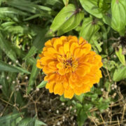 Zinnia elegans 'Gigantica Golden Yellow' seeds