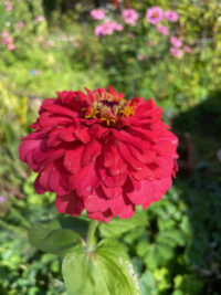 Zinnia elegans 'Jim Baggetts Choice Mix' seeds - Image 2