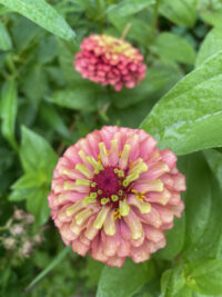 Zinnia elegans 'Queeny Lime Red' seeds